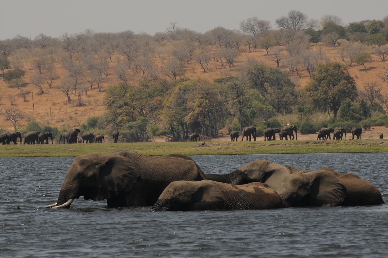 Ngoma Safari Lodge Kavimba Eksteriør bilde