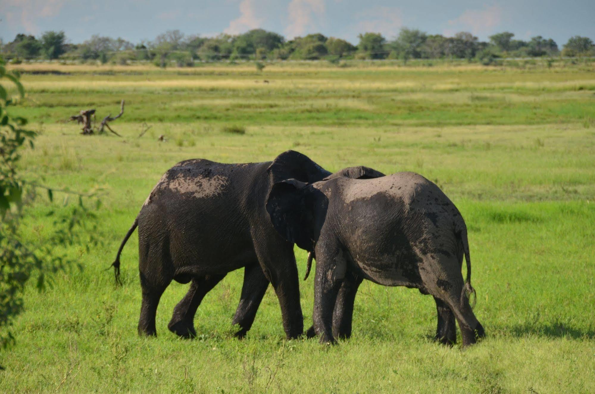 Ngoma Safari Lodge Kavimba Eksteriør bilde