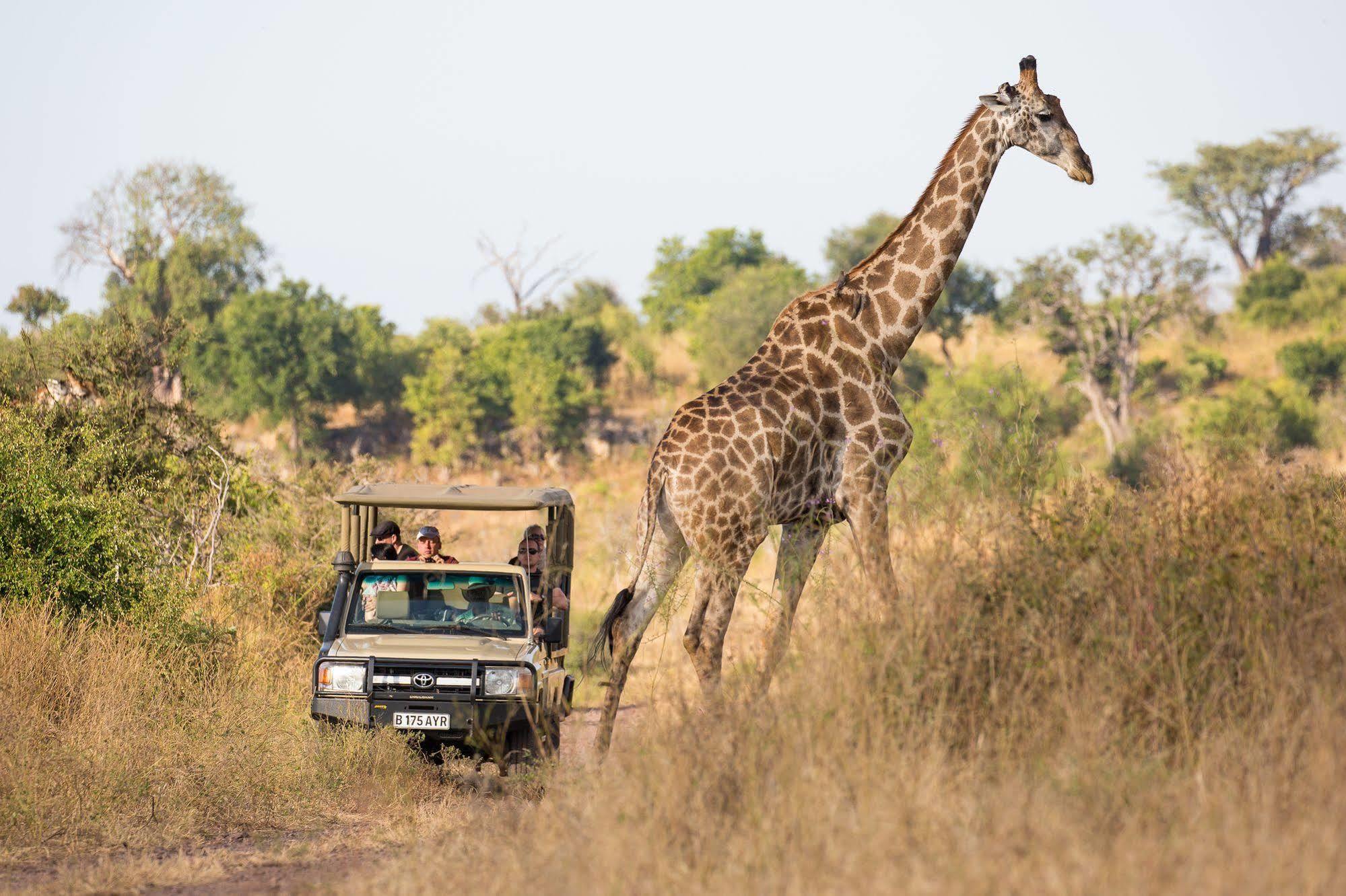 Ngoma Safari Lodge Kavimba Eksteriør bilde