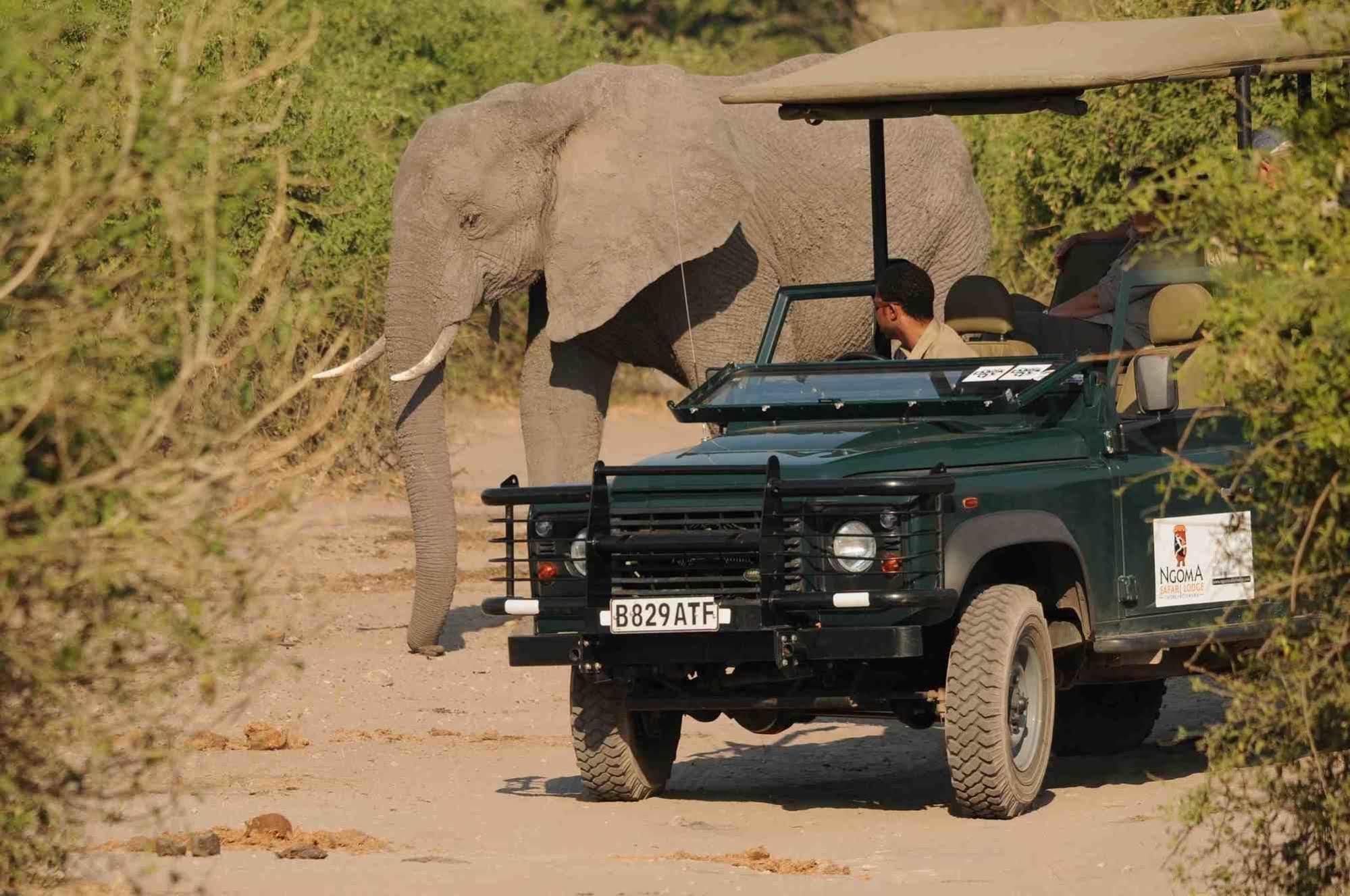 Ngoma Safari Lodge Kavimba Eksteriør bilde